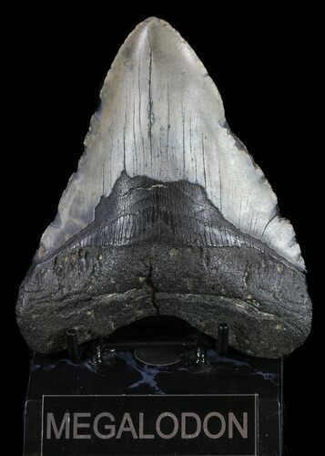 Megalodon Tooth - North Carolina #59201